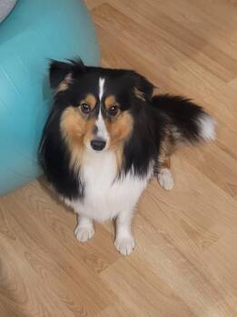 Rescue Shetland Sheepdog Sheltie Dogs for Adoption in River Falls, Wisconsin - Abby | PetCurious