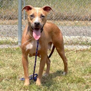 Rescue Labrador Retriever Dogs for Adoption in Conroe, Texas - ZURI | PetCurious