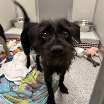 Hollandaise -  Mixed Breed Dog for Adoption in Oak Brook, Illinois - Hollandaise | PetCurious