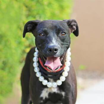 CHISPA -  Pit Bull Terrier and Mixed Breed Dog for Adoption in Albuquerque, New Mexico - CHISPA | PetCurious