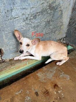 Chihuahua Dogs Available for Adoption in Boulder, Colorado - COMING June 4th | PetCurious