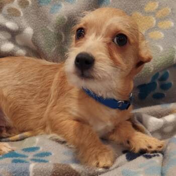 Chorkie Dogs Available for Adoption - Chewy  | PetCurious