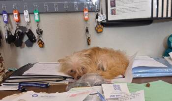 Hannah -  Yorkshire Terrier and Chihuahua Dog for Adoption in Waterloo, Illinois - Hannah | PetCurious
