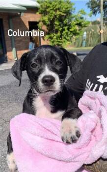 Columbia -  Retriever Dog for Adoption in Douglas, Massachusetts - Columbia | PetCurious