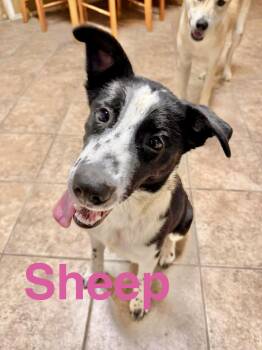 Border Collie Dogs Available for Adoption in Austin, Texas - Sheep | PetCurious