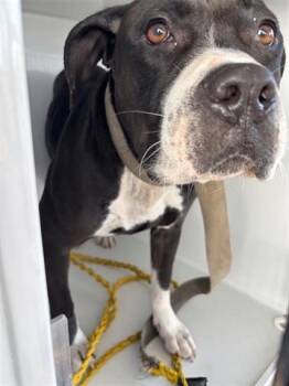 Pit Bull Terrier Dogs Available for Adoption - A654104 | PetCurious