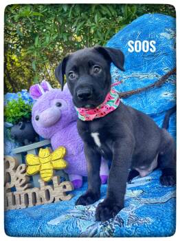 Labrador Retriever Dogs Available for Adoption in Sebring, Florida - Soos | PetCurious