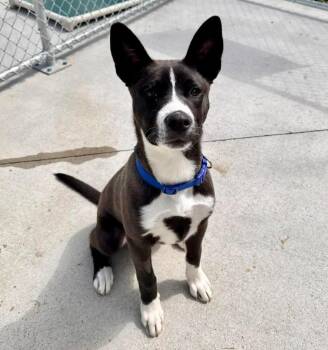 Labrador Retriever Dogs Available for Adoption in Muskegon, Michigan - Billy | PetCurious