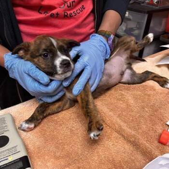 Chihuahua and Mixed Breed Dogs Available for Adoption in Tempe, Arizona - Terry | PetCurious