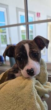 Terrier and Mixed Breed Dogs Available for Adoption in Honolulu, Hawaii - Betty | PetCurious