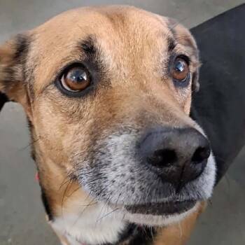 Beagle and Labrador Retriever Dogs Available for Adoption in Vinita, Oklahoma - Bilbo Baggins | PetCurious