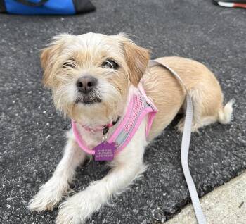 Anna -  Yorkshire Terrier and Shih Tzu Dog for Adoption in Ellicott City, Maryland - Anna | PetCurious