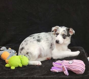 Border Collie Dogs Available for Adoption - Sway | PetCurious