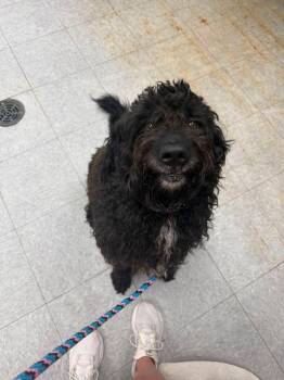 Stewie -  Poodle Dog for Adoption in Sorrento, Louisiana - Stewie | PetCurious