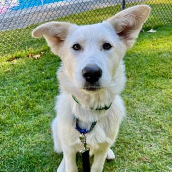 Twix (Courtesy Posting) -  Great Pyrenees and Mixed Breed Dog for Adoption in Hopkinton, Massachusetts - Twix (Courtesy Posting) | PetCurious