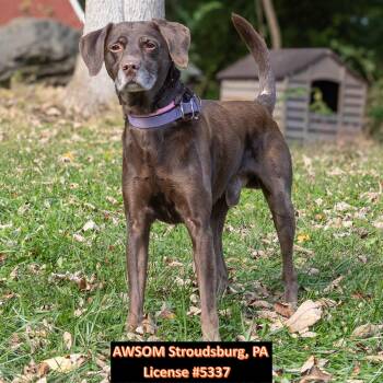 Voorhees -  Chocolate Labrador Retriever Dog for Adoption in Stroudsburg, Pennsylvania - Voorhees | PetCurious