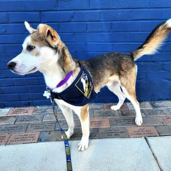 Kenai -  Husky and Mixed Breed Dog for Adoption in Falls Church, Virginia - Kenai | PetCurious