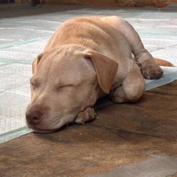 Harris -  Mixed Breed Dog for Adoption in Buffalo, Minnesota - Harris | PetCurious