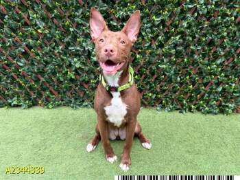 PENNY -  Mixed Breed Dog for Adoption in West Palm Beach, Florida - PENNY | PetCurious