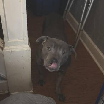 Dutches -  American Bully Dog for Adoption in Philadelphia, Pennsylvania - Dutches | PetCurious