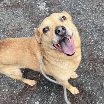 Rescue Golden Retriever and Chow Chow Dogs for Adoption in Cumming, Georgia - Charger 21596 | PetCurious
