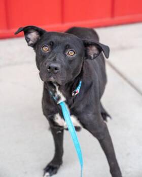 Missy -  Labrador Retriever and Mixed Breed Dog for Adoption in Pequot Lakes, Minnesota - Missy | PetCurious