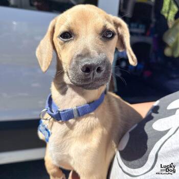 Chihuahua Dogs Available for Adoption in Washington, District Of Columbia - Dani | PetCurious