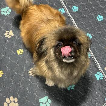 Brook. Nice dog -  Pekingese Dog for Adoption in Antwerp, Ohio - Brook. Nice Dog | PetCurious