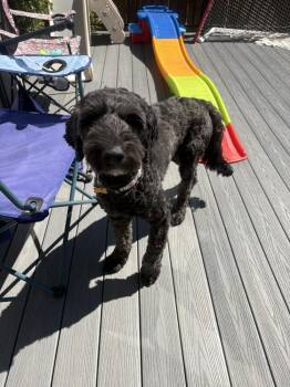 BOB -  Labradoodle Dog for Adoption in Broomfield, Colorado - BOB | PetCurious