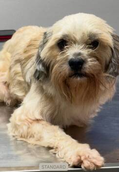 Shih Tzu Dogs Available for Adoption in Walker, Louisiana - Sandy | PetCurious