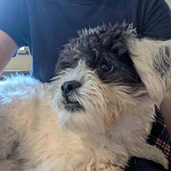 Liberty -  Shih Tzu and Miniature Poodle Dog for Adoption in Baltimore, Maryland - Liberty | PetCurious