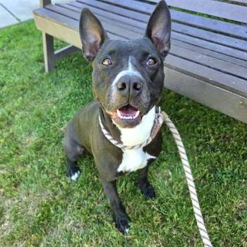 Pit Bull Terrier and Bull Terrier Dogs Available for Adoption in Long Beach, California - MADRID | PetCurious