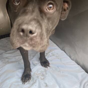 Rescue Mixed Breed Dogs for Adoption in Philadelphia, Pennsylvania - Fisher | PetCurious