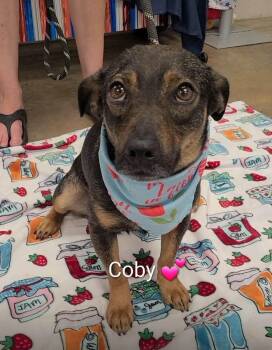 Coby -  Dachshund and Mountain Cur Dog for Adoption - Coby | PetCurious
