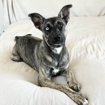 Rescue Siberian Husky and Labrador Retriever Dogs for Adoption in Burlington, North Carolina - Wonderful Keeley | PetCurious