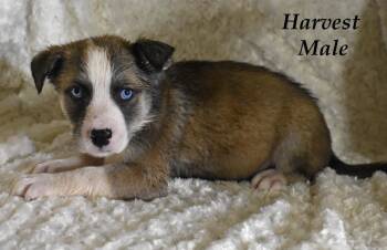 Harvest -  Husky and Terrier Dog for Adoption in Springfield, Ohio - Harvest | PetCurious