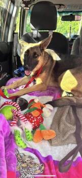 German Shepherd Dog Dogs Available for Adoption in West Palm Beach, Florida - Liberty | PetCurious