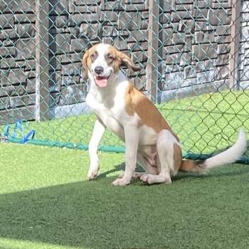 Maribell 6040 -  Mixed Breed Dog for Adoption in Loxahatchee Groves, Florida - Maribell 6040 | PetCurious