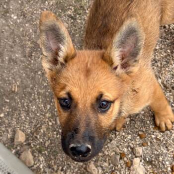 Rescue German Shepherd Dog Dogs for Adoption in Austin, Texas - Daniel CI | PetCurious