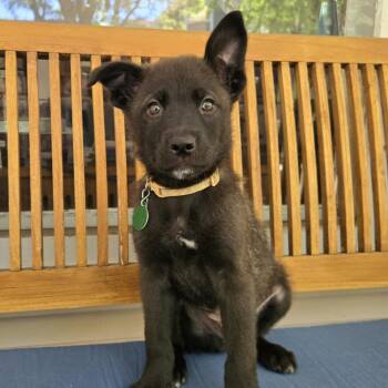 Skipbo -  Mixed Breed Dog for Adoption in Buffalo, Minnesota - Skipbo | PetCurious