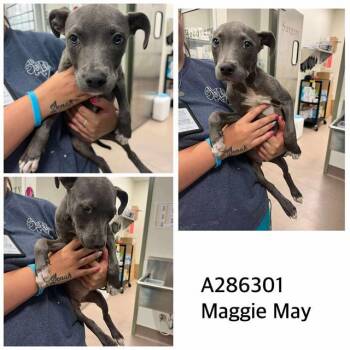Rescue Pit Bull Terrier and Mixed Breed Dogs for Adoption in Macon, Georgia - MAGGIE MAY | PetCurious