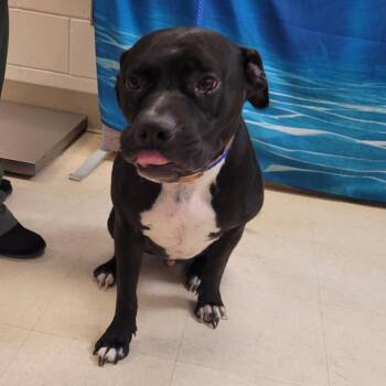 Mixed Breed Dogs Available for Adoption in Lake Panasoffkee, Florida - Maximus | PetCurious