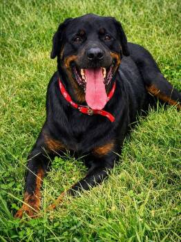 Duncan -  Rottweiler Dog for Adoption in Kansas City, Missouri - Duncan | PetCurious