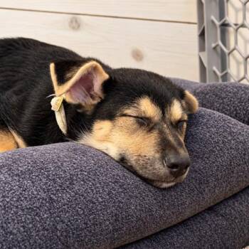 America -  Mixed Breed Dog for Adoption in Buffalo, Minnesota - America | PetCurious