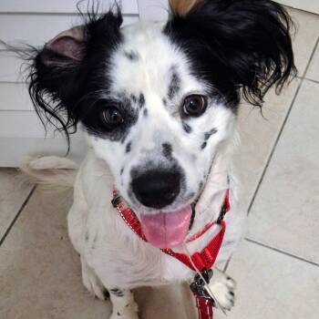 Tin -  English Setter and Australian Shepherd Dog for Adoption in Lake Worth Beach, Florida - Tin | PetCurious