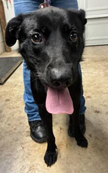 Shiloh -  Shepherd and Mixed Breed Dog for Adoption in Gainesville, Florida - Shiloh | PetCurious