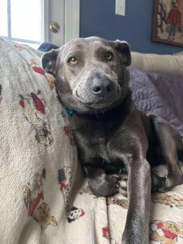 Rescue Labrador Retriever and American Staffordshire Terrier Dogs for Adoption in Youngsville, North Carolina - Lola | PetCurious