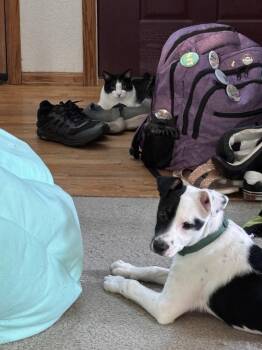 Shepherd Dogs Available for Adoption in Lafayette, Colorado - Diego | PetCurious