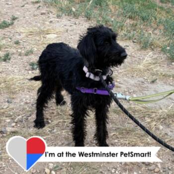 Pixie -  Poodle and Mixed Breed Dog for Adoption in Fort Collins, Colorado - Pixie | PetCurious
