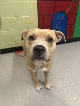 Rescue Pit Bull Terrier Dogs for Adoption in Indianapolis, Indiana - ADIO | PetCurious